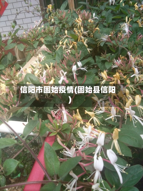 信阳市固始疫情(固始县信阳)-第2张图片