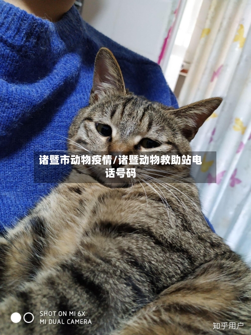诸暨市动物疫情/诸暨动物救助站电话号码-第1张图片